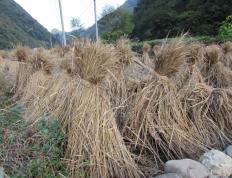 儿时记忆[1]mangzhou.com