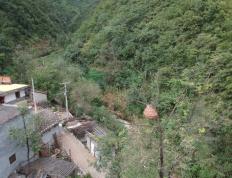 树梢上的“禁区”-茫舟岛mangzhou.com